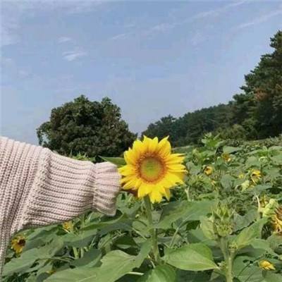 高能手办团盛和游戏下载